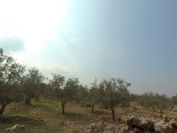 الصورة 1 من 1