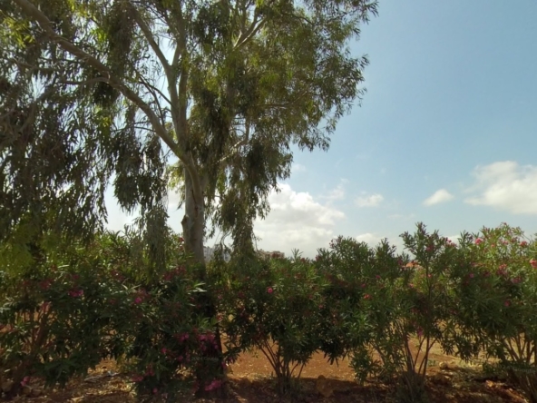 الصورة 1 من 1