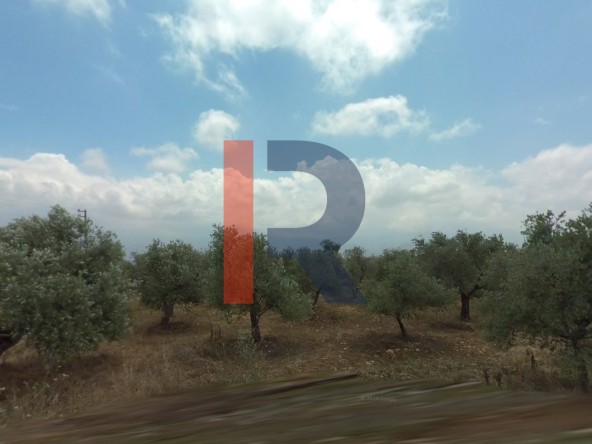 الصورة 1 من 1