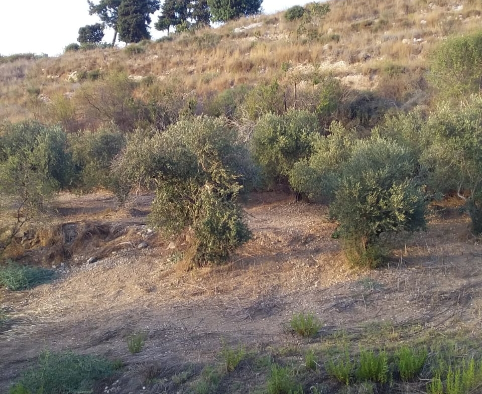 R9-198 Land 14,520 sqm, for Sale in Kantra, Akkar — الصورة 5 من 12