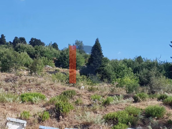 R9-425 Land for sale in Akkar ! — Photo 4 of 7
