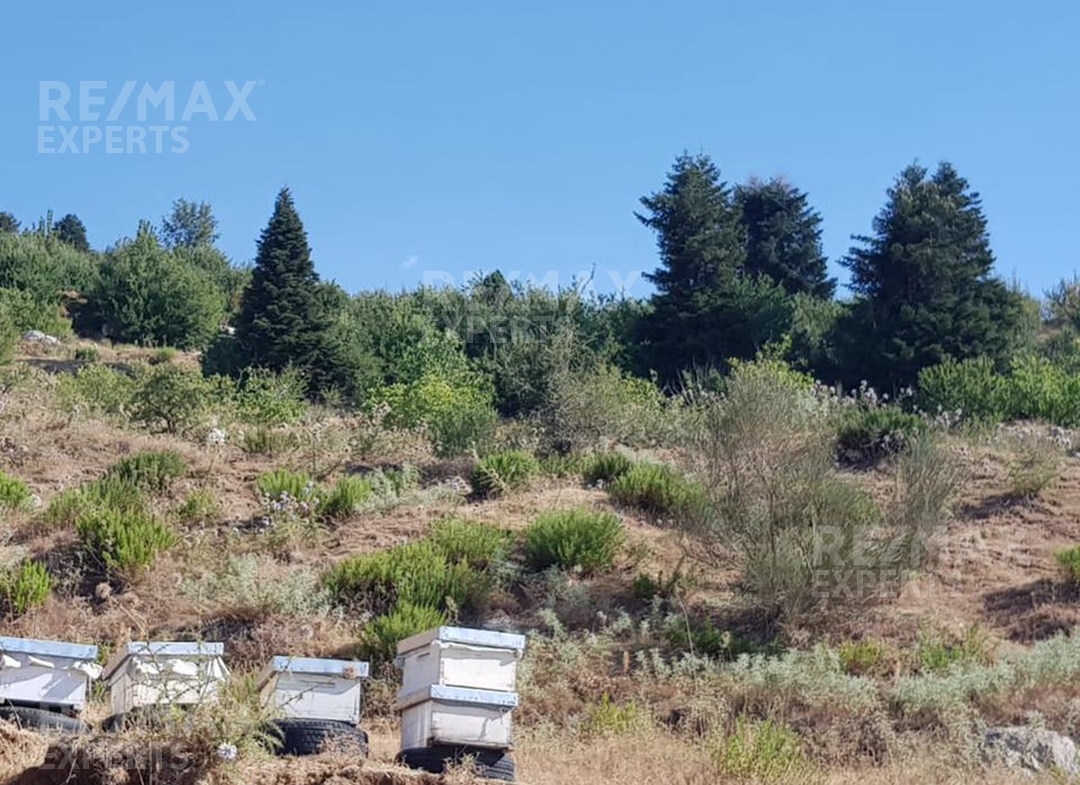 R9-425 Land for sale in Akkar ! — Photo 6 of 7