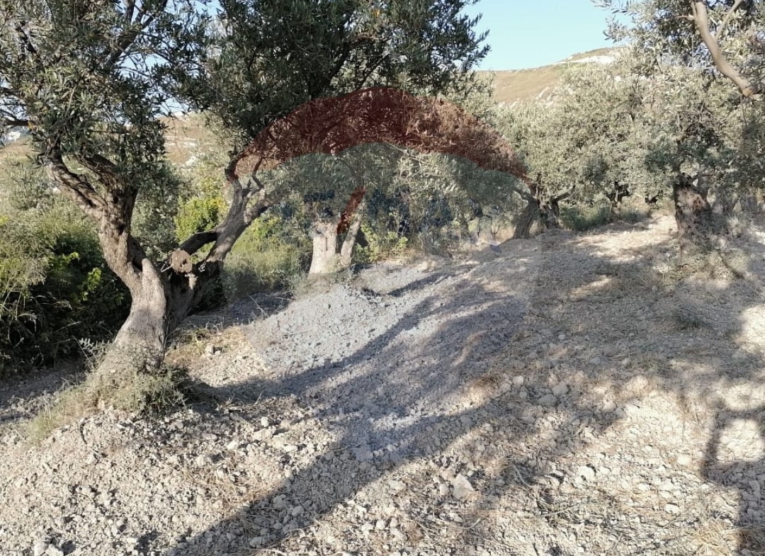 R9-1236 Land For Sale in Bhabdoun - Shekka — Photo 4 of 5