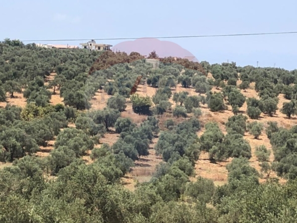 الصورة 1 من 1