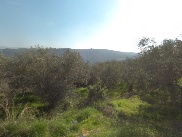 الصورة 1 من 1