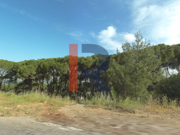 الصورة 1 من 2