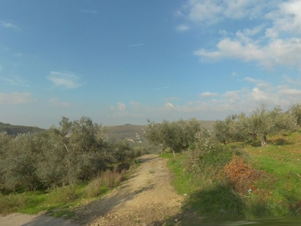 الصورة 1 من 2