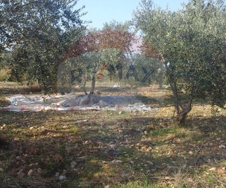 R9-2302 Land 8160m for sale in Jdaideh – Akkar, Planted with Olive Trees — الصورة 2 من 2