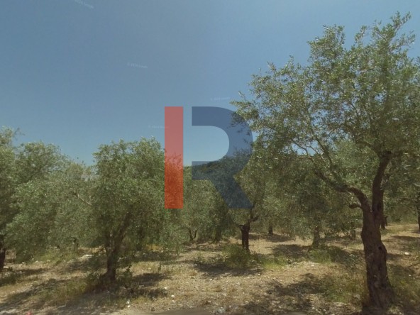 الصورة 1 من 2