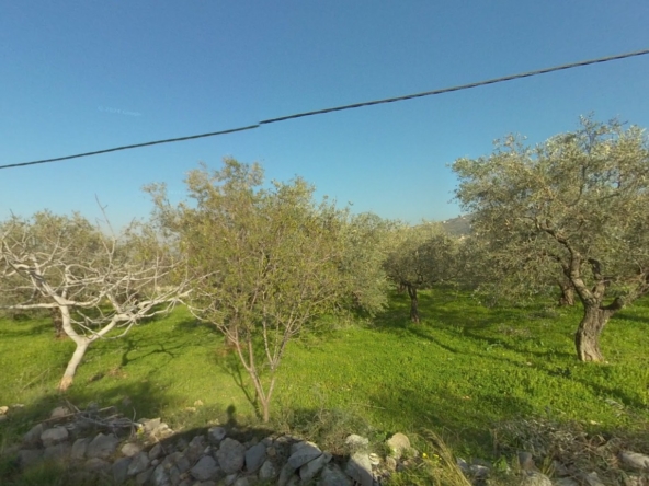 الصورة 1 من 2