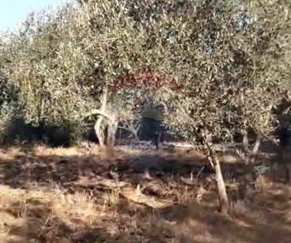 R9-2719 Land for Sale in Akkar El Bieri | 1,241m² | Olive Trees | Residential & Agricultural — Photo 3 of 4