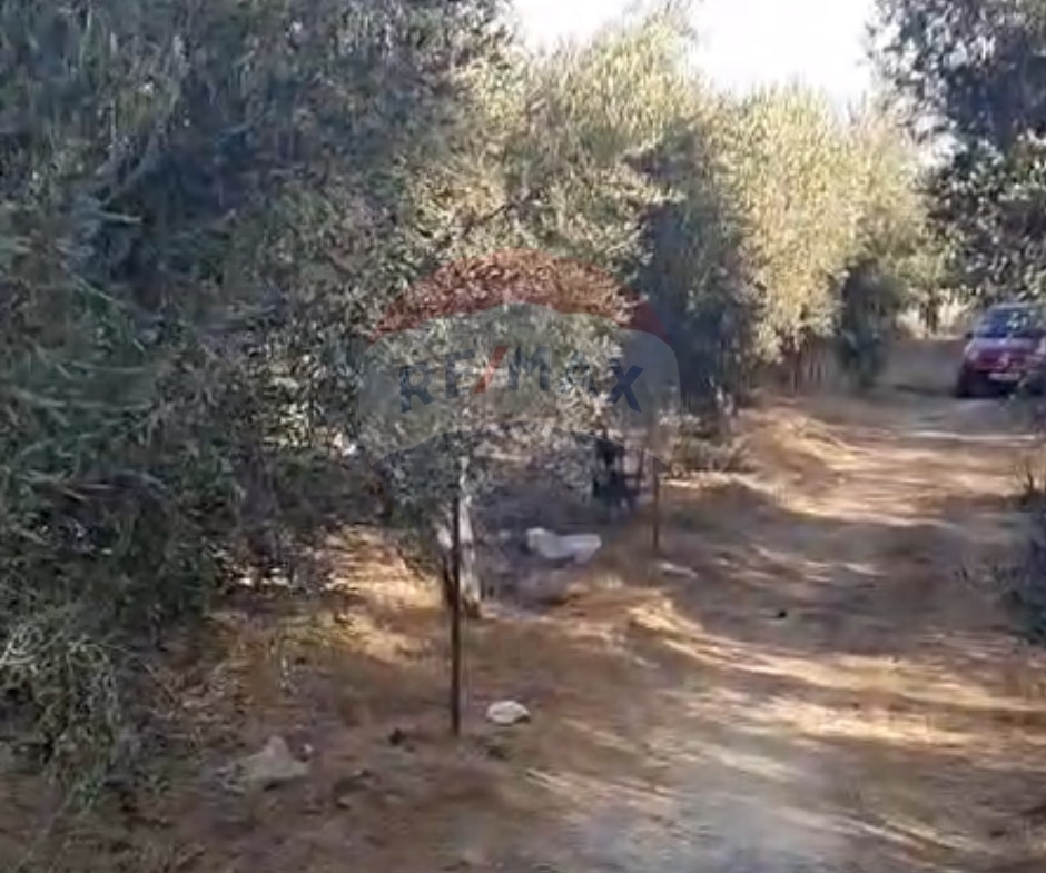 R9-2719 Land for Sale in Akkar El Bieri | 1,241m² | Olive Trees | Residential & Agricultural — Photo 4 of 4