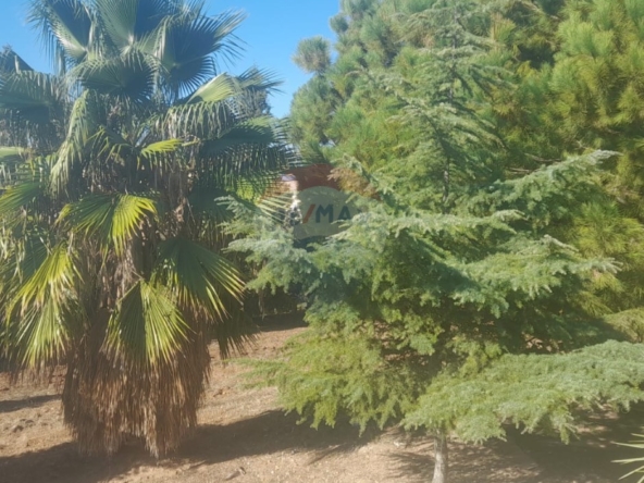 R9-2950 Land with House for Sale in Alma Zgharta – 4,700 m² Residential — الصورة 3 من 7