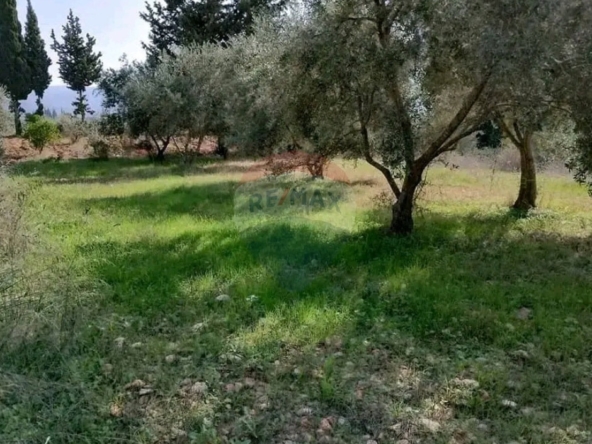 الصورة 1 من 4