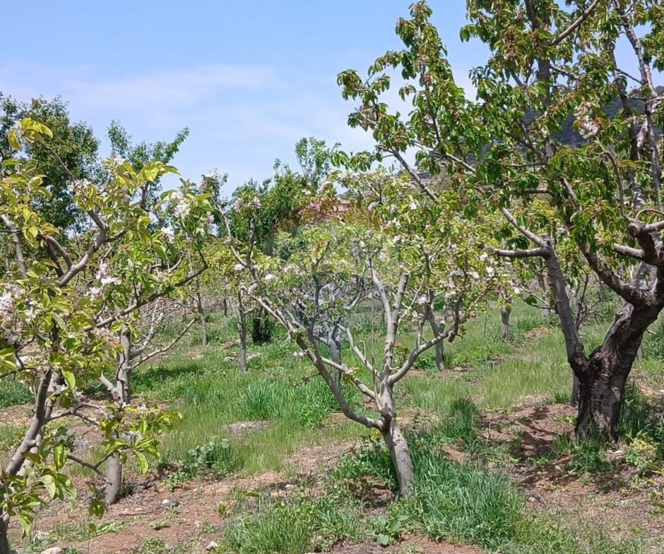 R9-3412  Land for Sale in Fnaidek – Akkar | 9,000 m²أرض للبيع في فنيدق – عكار | 9,000 م² — Photo 1 of 6