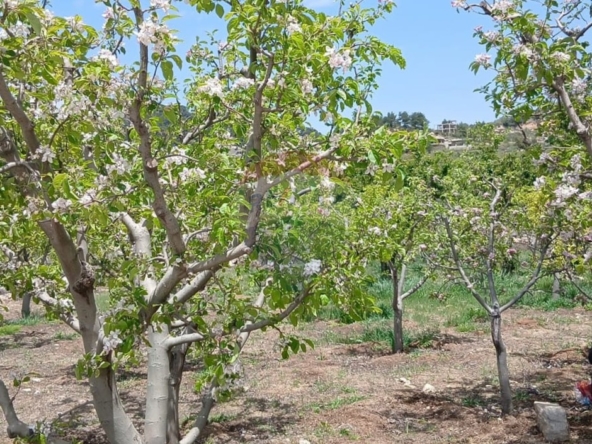 R9-3412  Land for Sale in Fnaidek – Akkar | 9,000 m²أرض للبيع في فنيدق – عكار | 9,000 م² — Photo 3 of 6