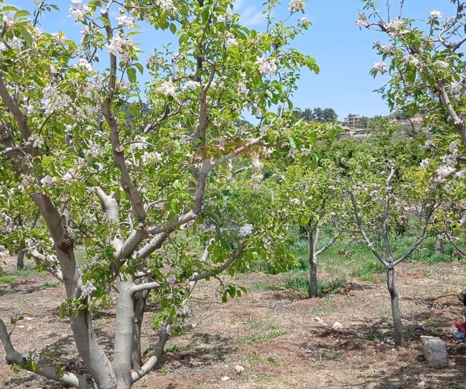 R9-3412  Land for Sale in Fnaidek – Akkar | 9,000 m²أرض للبيع في فنيدق – عكار | 9,000 م² — Photo 3 of 6