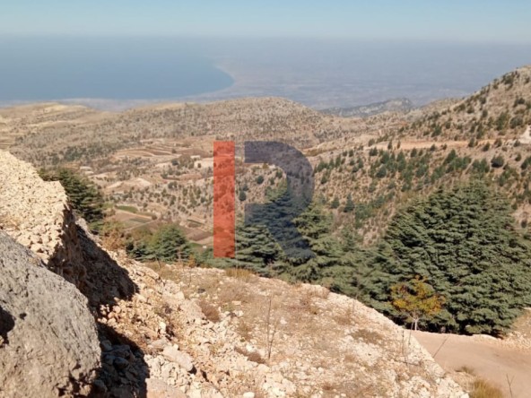 الصورة 1 من 6