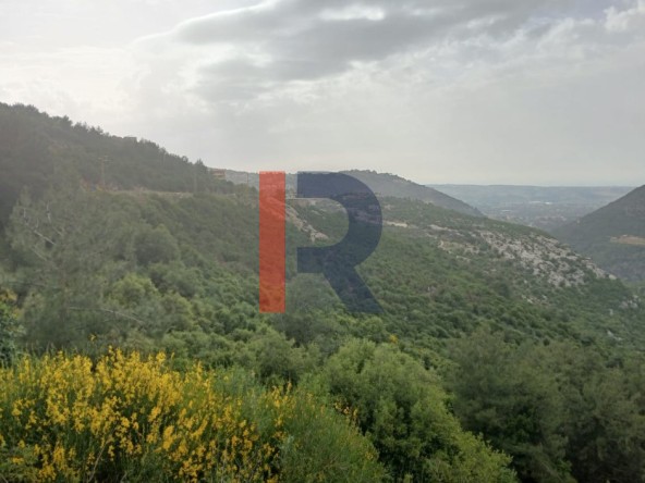 الصورة 1 من 6