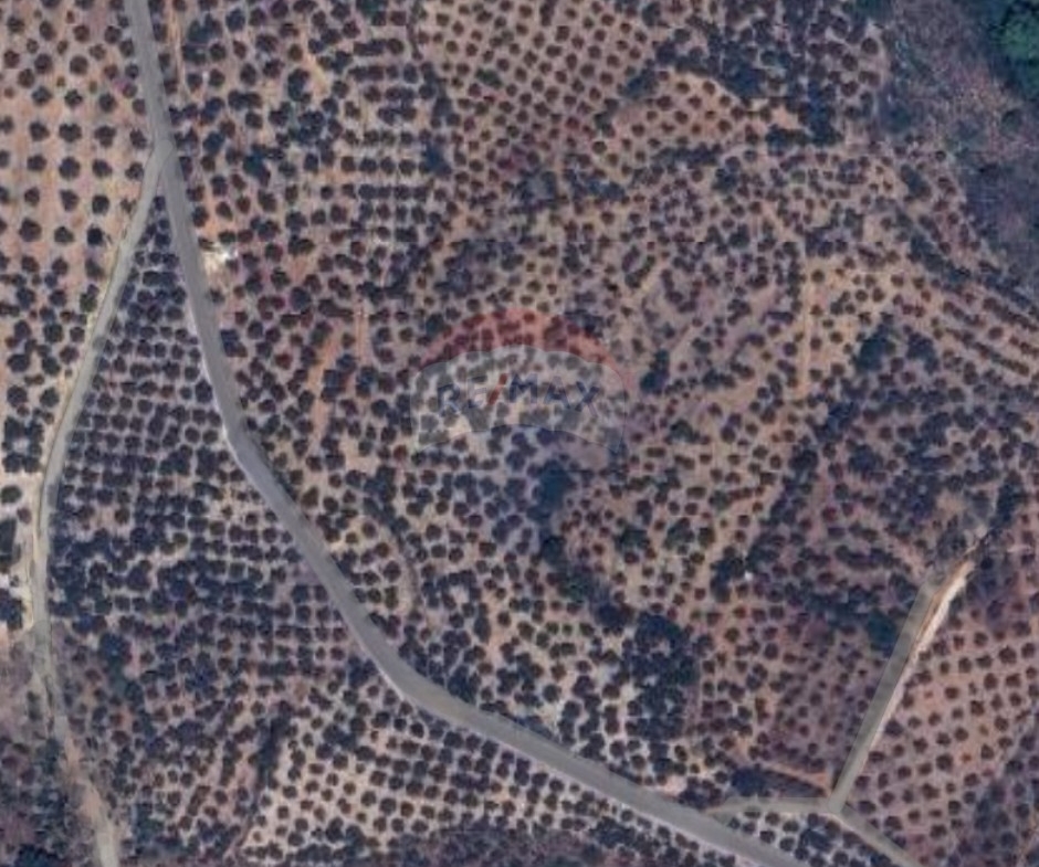 R9-3831 Agricultural Land for Sale in Zgharta – North Lebanon, 27,246 m², Olive Groveأرض زراعية للبيع في زغرتا – شمال لبنان، 27,246 م²، مزروعة زيتون — Photo 3 of 3