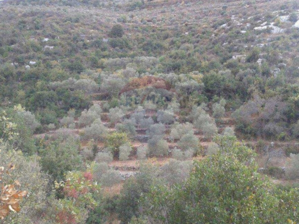 الصورة 1 من 4