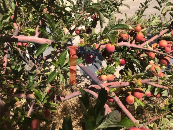 R9-3950 أرض للبيع في إهدن، تصنيف 20/40، مزروعة بالتفاح، إطلالة بحرية وجبلية — الصورة 2 من 5