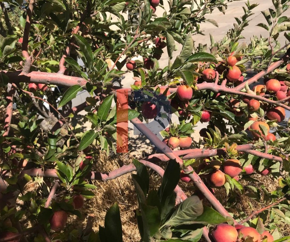 R9-3950 أرض للبيع في إهدن، تصنيف 20/40، مزروعة بالتفاح، إطلالة بحرية وجبلية — الصورة 2 من 5