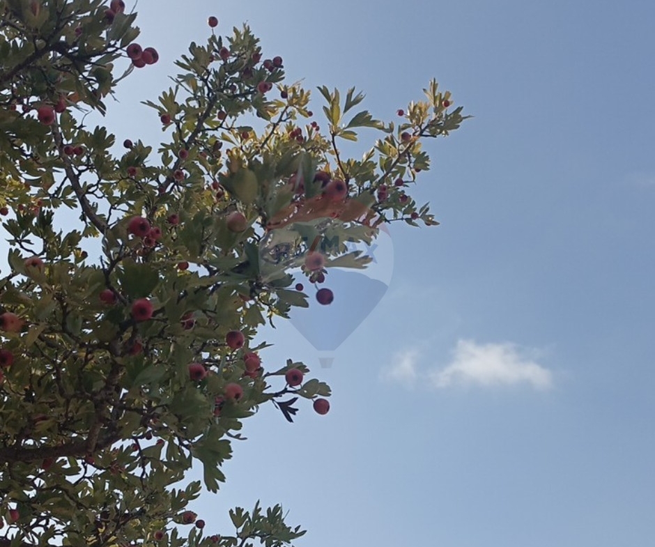 R9-3939أرض للبيع في كفر حي – البترون، 2,026 م²، تصنيف 25/50، مزروعة بالزيتون — الصورة 3 من 3