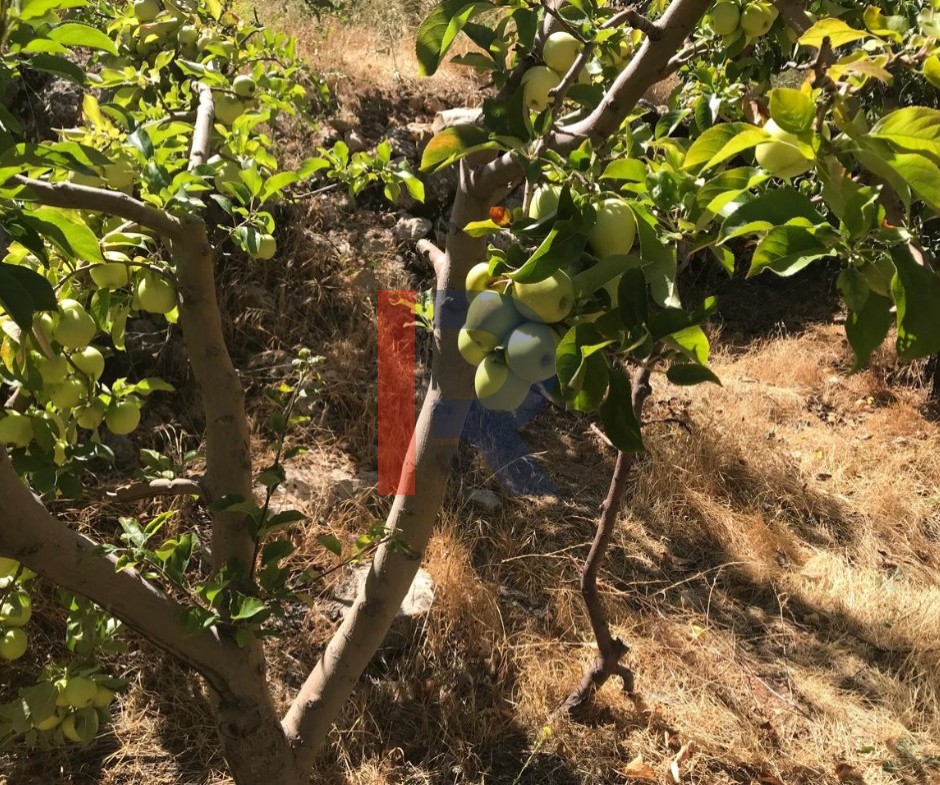 R9-3950 أرض للبيع في إهدن، تصنيف 20/40، مزروعة بالتفاح، إطلالة بحرية وجبلية — الصورة 3 من 5